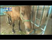 ��ݡֻ��Ƥͤ��硪��