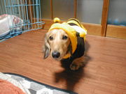 ミニチュアダックス in 香川