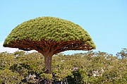 ȥ硡Socotra Island