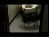 猫水洗トイレ計画
