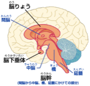 子供は天才！頭が良くなる脳育