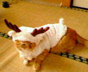 �܎ݎƎ��ݎ׎̎ގء�����