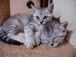 �ʤ�ึ�Υ������MIX�Ҥ���