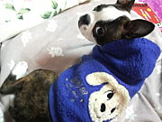 �ܥ��ȥ�ƥꥢin����