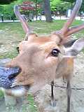 「奈良公園の鹿」が好き！