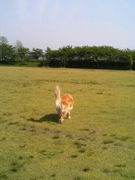 ドッグランを作ろう！