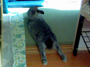 �������Υ��ꥰ��ȥ������β���