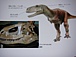 アベリサウルス類