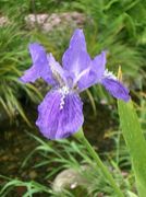 ����å���