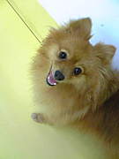 【犬舎をよくし隊】 Ｖａ渋谷校