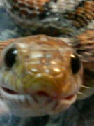 �إӸ�����GayOnly��