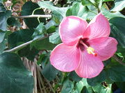 Malakha mene  �ޥ饫���