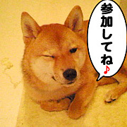 札幌柴犬の会