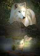 ϵ White Wolf