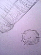 ��������󥴥��