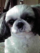 ����ưʪ�±�������