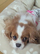 ��CLUB����ͧ��