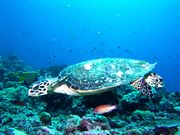 ���椬������ͤ�