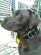 大型犬　大好き♪♪in 奈良県