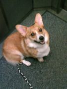トボちゃんの会