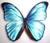 bluebutterfly*