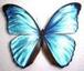 blue　butterfly*