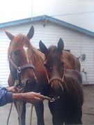 ヤマカツスズランとその子供達