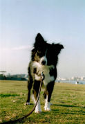 ホントは犬かも。