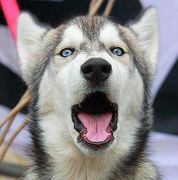 青い目の犬が好き