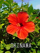 OKINAWAN'ARTIST