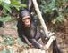 マハレのチンパンジー