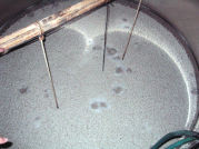 �쥢�����μ�ʪ��