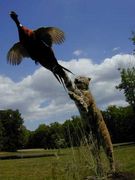 ���鶯����