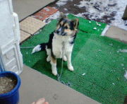 埼玉大学合唱団