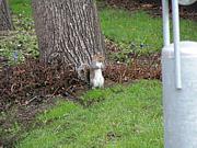 �ڹ��ŻԤǼ������