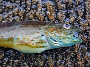 = ��äۤ���äۤ�=