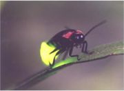 ��塡Ĭ�����갦����