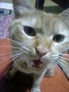 �ʳ��ˤͤ��ѥ��