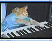 keyboard cat