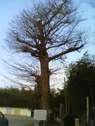 永遠なる母校「七保第一小学校」