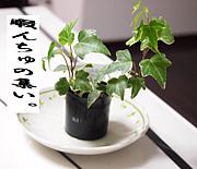 �ˤ����ν����������С������