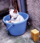 �����碌�ޤ�����