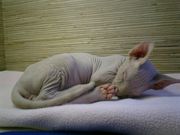 ｓｐｈｙｎｘ