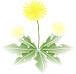 ܺdandelion