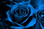 rose bleu