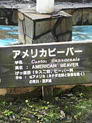 �ܾ�������礤�˳ڤ��ि�����