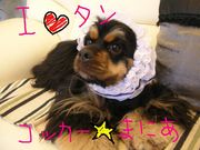 ���󥳥å���♡�ޤˤ�