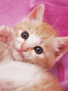 �꤬���餫��