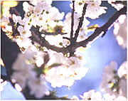 Cherry Blossom * by L'OCCITANE