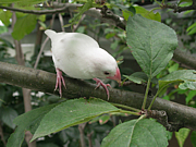 文鳥を外で放し飼い